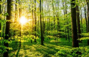 Was ist eigentlich ein Klimawald?
