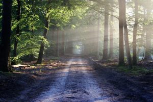 Physical Distancing im Wald