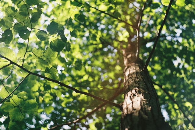 Welcher Baum nimmt am meisten CO2 auf?