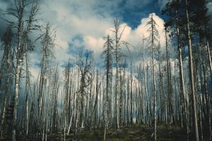 Warum Borkenkäfer so gefährlich für deutsche Wälder ist