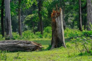 Naturwald wird ganz sich selbst überlassen, ohne menschliches Einwirken