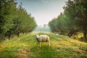 Agroforstwirtschaft: Vorteile und Nachteile, Definition
