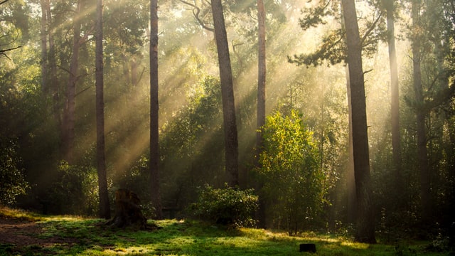Was du im Sommer im Wald erleben kannst