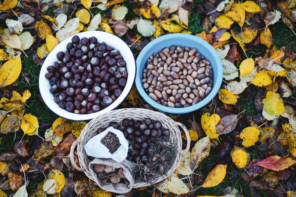 Im Herbst findet man im Wald Nüsse und Früchte