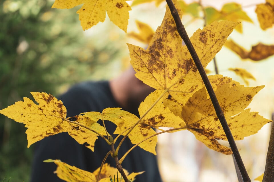 Der Herbst ist da: Das gibt es nun im Wald zu beobachten